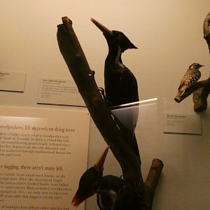 Ivory-billed Woodpecker, Hall of Birds - Feb. 2022