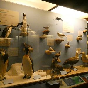 Hall of Birds - Feb. 2022