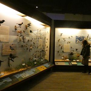 Hall of Birds - Feb. 2022