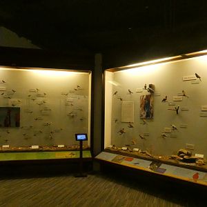 Hall of Birds - Feb. 2022