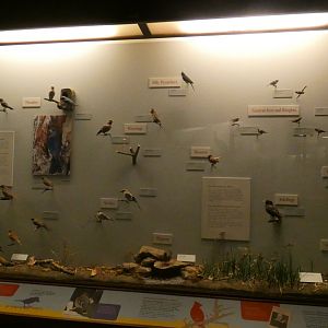 Hall of Birds - Feb. 2022