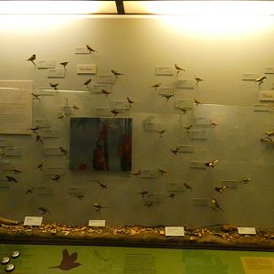 Hall of Birds - Feb. 2022