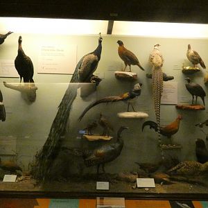 Hall of Birds - Feb. 2022