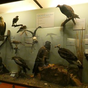 Hall of Birds - Feb. 2022