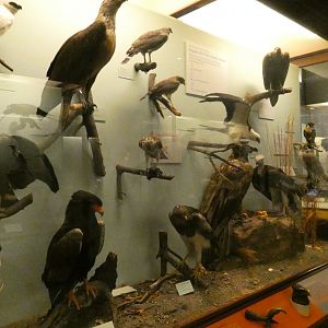 Hall of Birds - Feb. 2022