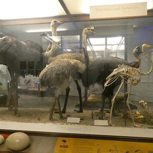 Hall of Birds - Feb. 2022