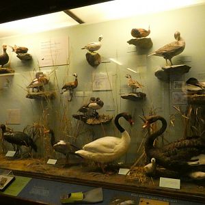 Hall of Birds - Feb. 2022