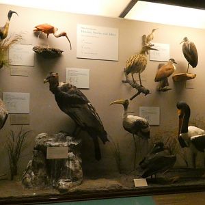 Hall of Birds - Feb. 2022