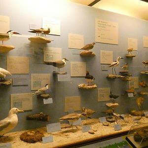 Hall of Birds - Feb. 2022