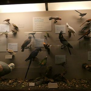 Hall of Birds - Feb. 2022