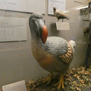 Dodo, Hall of Birds - Feb. 2022