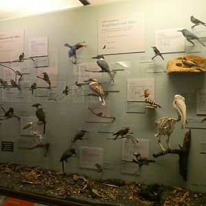 Hall of Birds - Feb. 2022