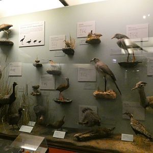 Hall of Birds - Feb. 2022