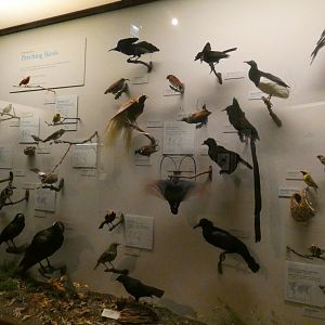 Hall of Birds - Feb. 2022