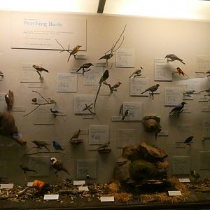 Hall of Birds - Feb. 2022