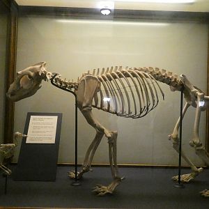 Hall of Birds - Feb. 2022