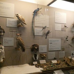 Hall of Birds - Feb. 2022