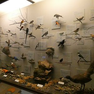 Hall of Birds - Feb. 2022