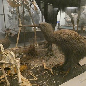 Hall of Birds - Feb. 2022