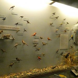 Hall of Birds - Feb. 2022