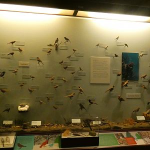 Hall of Birds - Feb. 2022