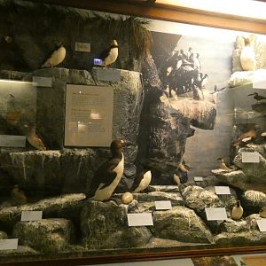 Hall of Birds - Feb. 2022