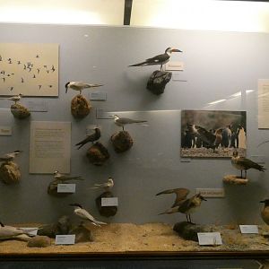 Hall of Birds - Feb. 2022