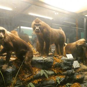 Large Old World Moneys, Animal Groups - Feb. 2022