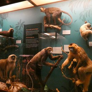 Old World Monkeys, Animal Groups - Feb. 2022