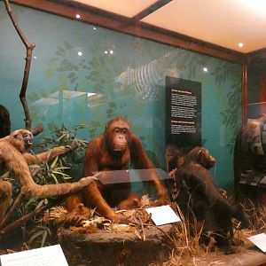 Apes, Animal Groups - Feb. 2022