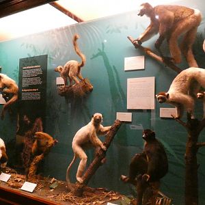 Lemurs, Animal Groups - Feb. 2022