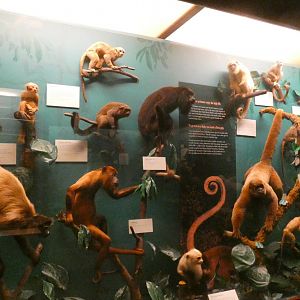 New World Monkeys, Animal Groups - Feb. 2022