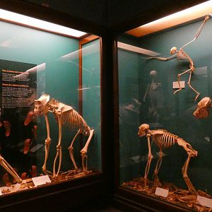 Apes Skeleton Comparison, Animal Groups - Feb. 2022