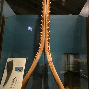 Whale thing?, Animal Groups - Feb. 2022