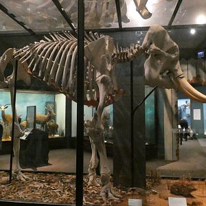 Asian Elephant Skeleton, Animal Groups - Feb. 2022