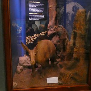 Aardvark, Animal Groups - Feb. 2022