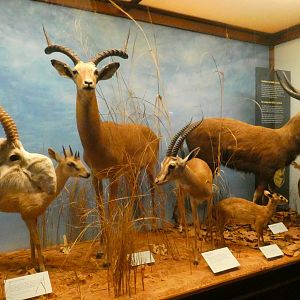 Horned Antelope, Animal Groups - Feb. 2022