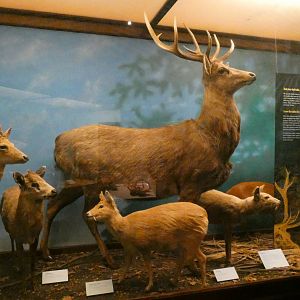 "Fang-toothed" Deer, Animal Groups - Feb. 2022