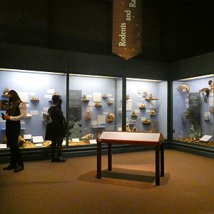 Rodents & Rabbits, Animal Groups - Feb. 2022