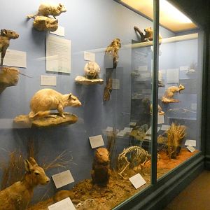 Rodents & Rabbits, Animal Groups - Feb. 2022