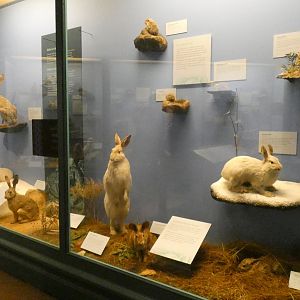Rodents & Rabbits, Animal Groups - Feb. 2022