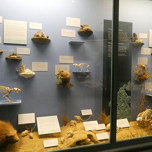 Rodents & Rabbits, Animal Groups - Feb. 2022