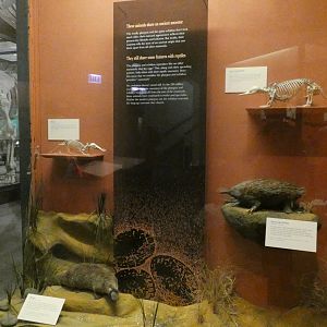 Egg-laying Mammals, Animal Groups - Feb. 2022