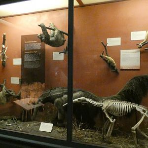 Anteaters & Sloths, Animal Groups - Feb. 2022