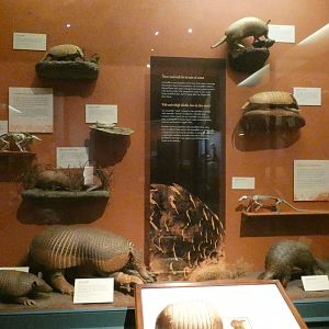 Armored Creatures, Animal Groups - Feb. 2022