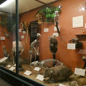 Marsupials, Animal Groups - Feb. 2022