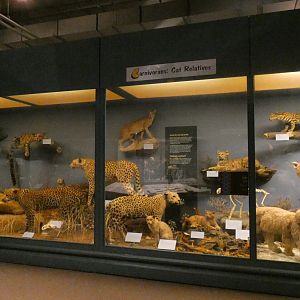 Cats, Animal Groups - Feb. 2022