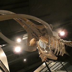 Baleen Whale Skeleton, Animal Groups - Feb. 2022