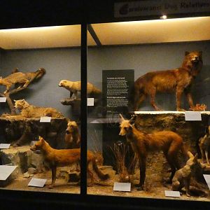 Dogs, Animal Groups - Feb. 2022