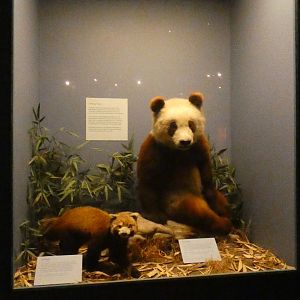 Pandas (Su Lin), Animal Groups - Feb. 2022